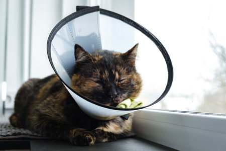 Domestic cat in a veterinary collar sleeps on windowsill. Close eyes. Recovery period after surgery. Protection against licking the wound. High quality footage. After injury.の写真素材