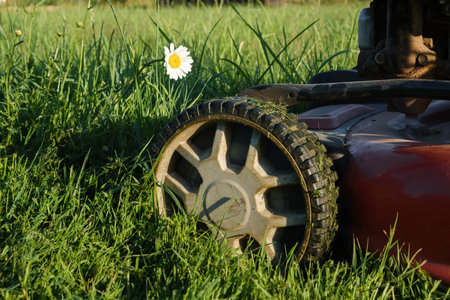Lawn mower wheel on green grass before the white chamomile flower in the garden. Machine for cutting lawns. Cutting of meadow plants. Stop concept. Life moments. Banner with copy space.の写真素材