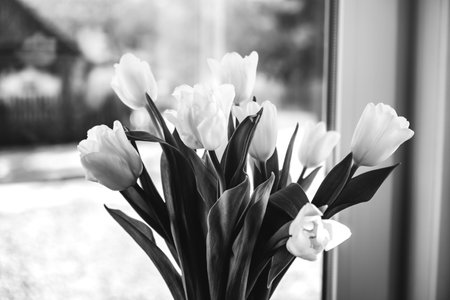 White tulip flowers on the window. Day of Remembrance. Black and white. Sunny spring. Side view of beautiful bouquet. Valentines day, Mothers day, Womens day, birthday gift. Text place. Greeting card.の写真素材