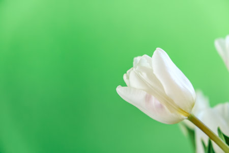 White tulip flower isolated on chroma key background close-up. Side view of one beautiful bud. Valentines day, Mothers day, Womens day. Place for text. Mockup design. Gift certificate. Greeting card.の写真素材