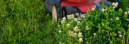 Lawn mower on green grass background. Petrol machine for cutting. Garden care. Electric equipment. Side view. Copy space. Lots of clover weeds. Sport lawn for games. Weed control. High quality photo.の写真素材