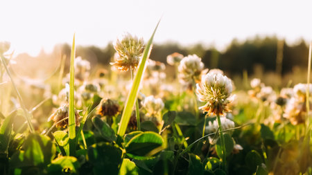 White Clover flowers (Trifolium repens, Ladino, Dutch) on a summer meadow close-up. Green grass field lits by evening sun. Beautiful landscape background. Weed control on the lawn. Selective focus.の写真素材