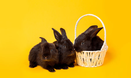 Easter bunnies. Happy holiday greeting card. Three little black rabbits looking at camera sits in the white straw basket isolates on yellow background. Banner, studio shoot. Copy space.の写真素材