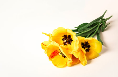 Yellow tulips lie on white background. Cutout plants. Copy space. Business card. Invitation postcard. Mockup design. International holiday. Banner. Hello spring. May 8 Mother day postcard.の写真素材