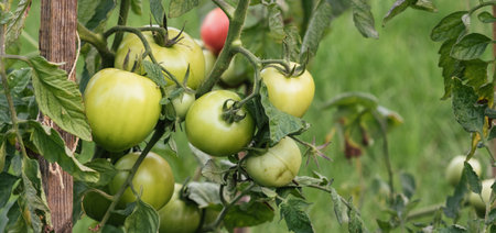 Growing of green tomatoes in the garden. Tied plant. Stages of vegetable ripening. Small harvest due to drought and poor soil. Ecological problem and hunger concept. Copy space. Close-up.の写真素材