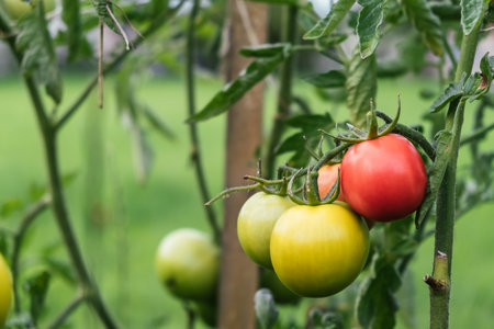 Growing of tomatoes in the garden. Tied plant. Stages of vegetable ripening: red, yellow, green. Small harvest due to drought and poor soil. Ecological problem and hunger concept. Copy space. Close-upの写真素材