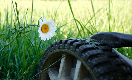 Lawn mower wheel on green grass before the white chamomile flower in the garden. Machine for cutting laws. Cutting of meadow plants. Stop concept. Life moments. Banner with copy space.の写真素材