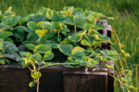 Lots of strawberry bushes with mustache in a high wooden bed in sunny evening light. Cultivated daughter plants. Leaves background close-up. Home gardening. Green healthy garden. High quality 4k.の写真素材