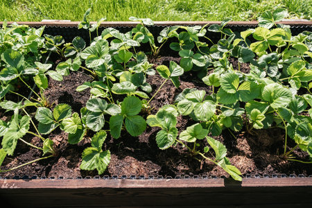 Strawberry bushes in a high wooden bed in sunny day light. Cultivated plants. Leaves background close-up. Home gardening. Green healthy garden. High quality photo.の写真素材