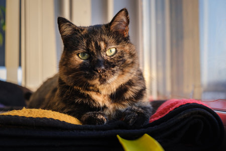 Shorthair tortoiseshell color cat looking at camera lies on a wool blanket on windowsill. Relaxing pet listening to surrounding sounds. Self-preservation instinct. Outbred stray animal. Green eyes.の写真素材