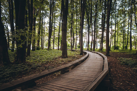 A wooden road in the forest. Boardwalk way in the park. Nature. Hiking travel by woodland. A scenic swamp trip. No people. Summer season. Natural background. High quality photo.の写真素材