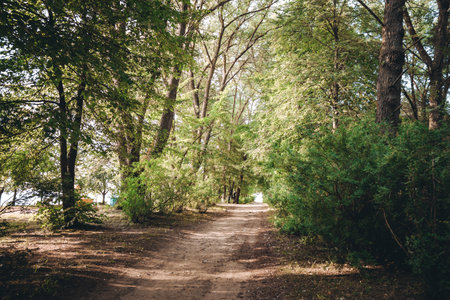 A dirt road in the forest. Way in the park. Picturesque alley. Beauty in nature. Hiking travel. Woodland landscape. A scenic trip. No people. Summer backdrop. Natural background. Beautiful wallpaper.の写真素材