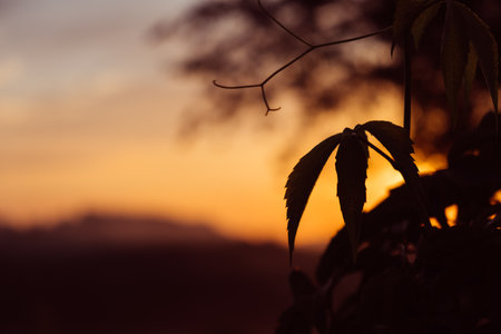 Beautiful silhouette of a wild grape ivy leaf against the dawn sky. Orange sunset. Copy space. Beauty in nature. Beautiful nature wallpaper. Garden decoration. High quality photo.の写真素材