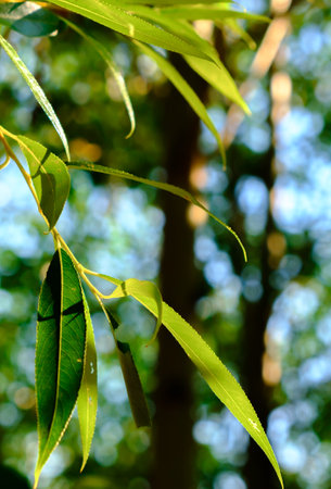 Willow tree leaves close-up. Nature background. Green foliage. Summer season. Sunny weather. The fast growing plant. Natural fresh backdrop. Beautiful wallpaper. Blue sky. Vertical frame.の写真素材
