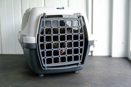 A cat sits in a gray plastic carrier and licks its lips. A dangerous sight of an isolated animal. The animal is ready for safe transportation. A homeless wild cat. A trip to the vet clinic.の写真素材