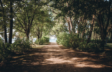 A dirt road in the forest. Way in the park. Picturesque alley. Beauty in nature. Hiking travel. Woodland landscape. A scenic trip. No people. Summer backdrop. Natural background. Beautiful wallpaper.の写真素材