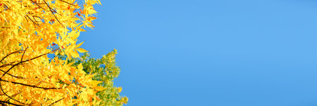 Ash tree branch with yellow leaves in autumn on blue sky background. Bright colors. Beauty in nature. October colors. Tree tops. Fall season. Warm sunny weather concept. Natural texture. Golden park.の写真素材