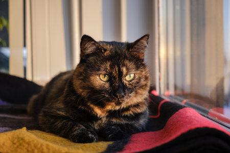 Shorthair tortoiseshell color cat looks out the window lying on a wool blanket. Pet shakes his ears listening to surrounding sounds. Self-preservation instinct. Animal reaction. Beautiful green eyes.の写真素材
