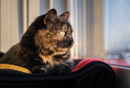 Shorthair tortoiseshell color cat looks out the window lying on a wool blanket. Pet shakes his ears listening to surrounding sounds. Self-preservation instinct. Animal reaction. Beautiful green eyes.の写真素材