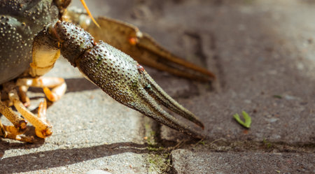 Live freshwater crayfish close-up. Green shell and claws. Long antennae. His eyes bulged. River...