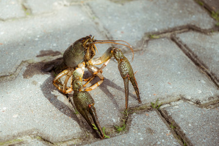 Live freshwater crayfish close-up. Green shell and claws. Long antennae. His eyes bulged. River...