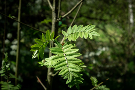 Rowan tree leaves and green rudiments of flowers on a branch. Natural background. Garden plants. Springtime new flora.の写真素材