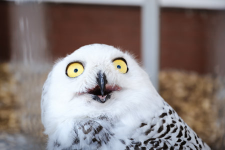 White polar owl with shocked view with opened beak. What. Oh no. Shock concept. Night bird of prey close-up. Animal behavior habits. Funny grimace. Very surprised face. Surprise expression. Humor.の写真素材