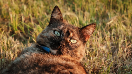 Portrait of cute cat lying on green grass on backyard close-up. Big green eyes. Blue collar. Tricolor tortoiseshell fur color. High quality photo.の写真素材