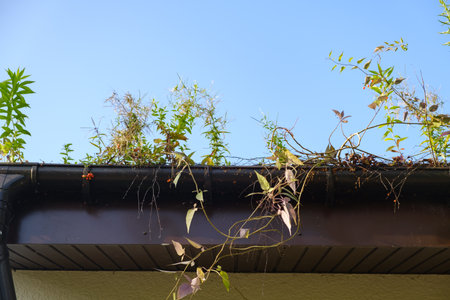 Blocked downspout. Plants is growing in metal gutters clogged with leaves and debris on a residential house. Birch tree near pipe. Need an autumn maintenance of roof rain drain. High quality photo.の写真素材
