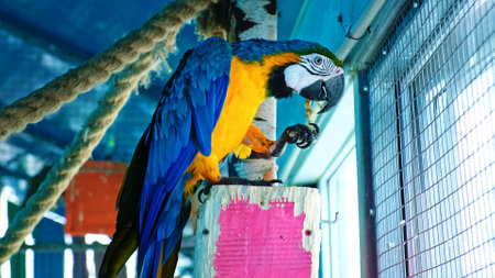 Blue and yellow macaw parrot eats nut sitting in aviary. Holds food in paw. Close-up side view. Slow Motion. High quality 4k footage.の写真素材