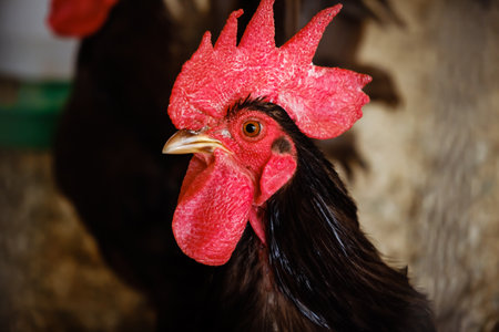 A portrait of black rooster with red comb in the aviary. Head of animal close-up. Chicken farm indoor. Bright cock in cage close up. Livestock and farming.の写真素材