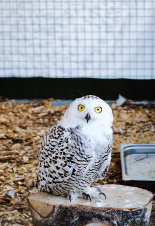 White snowy owl looking at camera sitting in enclosure at zoo. Nocturnal bird of prey close-up. Wild animal. Lively facial expressions. Wise concept. High quality. Vertical photo.の写真素材