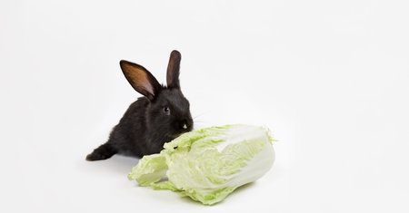 Black rabbit sits near fresh cabbage isolated on white background close-up. Farm vegetable. Concept of eco market. Mockup design with copy space. Vitamin food. Organic farming. Banner. Vitamin C K.の写真素材