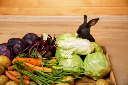 Little black rabbit sits in vegetables box with carrots and chinese cabbage and beetroot leaves. Fresh harvest. Farm market. Bunny eats eco products. Healthy vitamin food. Symbol of Chinese calendar.の写真素材