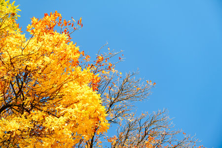 Ash tree branch with yellow leaves in autumn on blue sky background. Bright colors. Beauty in nature. October colors. Tree tops. Fall season. Warm sunny weather concept. Natural texture. Golden park.の写真素材