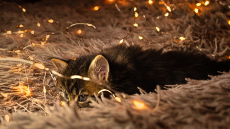 Cute tabby kitten lies and plays with garland and looks at camera on a furry background. Gray little...