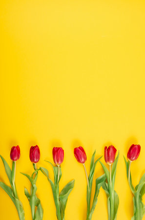 Six red tulip on yellow background with copy space, empty text place. Flower shop advertising layout. Woman Day March 8. Beautiful gift certificate. Business holiday card. Studio. Vertical banner.の写真素材