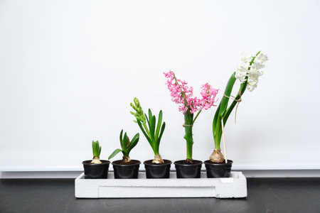 Five hyacinth plants in different stages of maturity stand in a row from just starting to bloom on windowsill background. Bulbous plants in black pots close-up. Pink and white flower petals.の写真素材