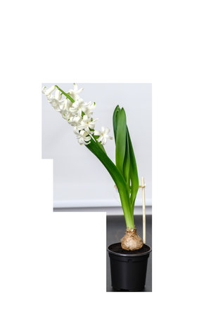 Hyacinth flower with white petals is growing in a black pot isolated on white background. PNG. Blooming bulbous house plant close-up. A plant tied to a support. Beginning to bloom. HQ vertical photo.の写真素材