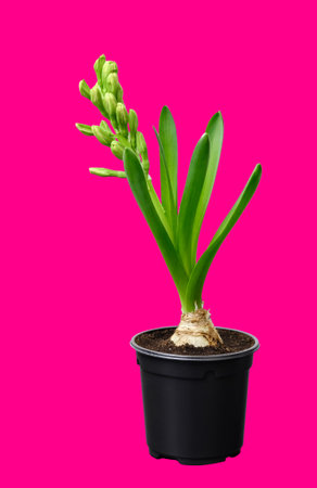 Hyacinth flower with bud in a black pot is growthing isolated on pink background. Bulbous house plant close-up. Beginning to bloom. High quality vertical photo.の写真素材