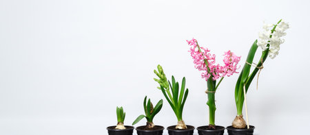 Five hyacinth plants in different stages of maturity stand in a row from just starting to bloom...
