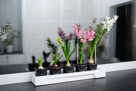 Five hyacinth plants in different stages of maturity stand in a row from just starting to bloom on windowsill background. Bulbous plants in black pots close-up. Pink and white flower petals.の写真素材