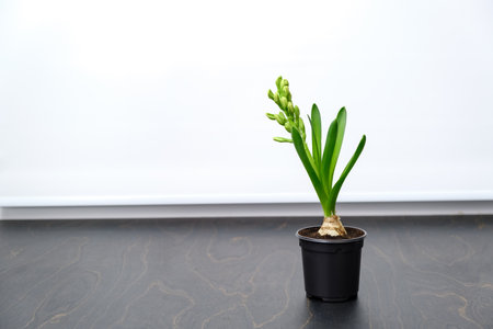 Hyacinth flower with white blooming buds in a black pot on windowsill background. Bulbous decorative...