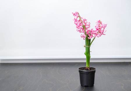 Hyacinth plant with pink blooming flowers in a black pot on windowsill background with copy space. Bulbous decorative house plant tied to stake for a support. High quality vertical photo.の写真素材