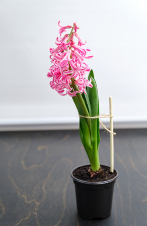 Hyacinth plant with pink blooming flowers in black pot tied to stake with twine for a supporting. House floral decor. High quality vertical photo.の写真素材