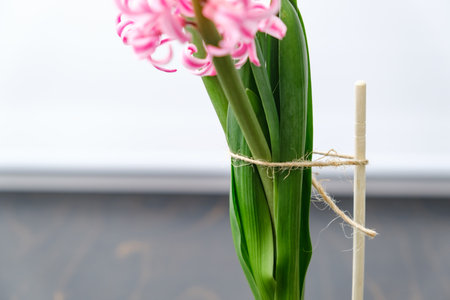 House plant tied to stake with twine for a supporting. Hyacinth plant with pink blooming flowers on windowsill background with copy space. High quality photo.の写真素材