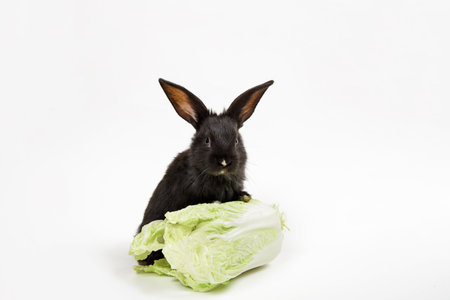 Black rabbit sits near fresh cabbage isolated on white background close-up. Farm vegetable. Concept of eco market. Mockup design with copy space. Vitamin food. Organic farming. Banner. Vitamin C K.の写真素材