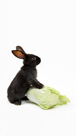 Black rabbit sits near fresh cabbage isolated on white background close-up. Farm vegetable. Concept of eco market. Mockup design with copy space. Vitamin food. Organic farming. Banner. Vitamin C K.の写真素材