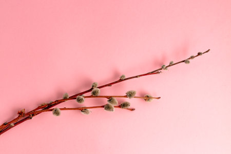 Willow twigs on a pink background with copy space, empty text place. Easter holiday greeting card....