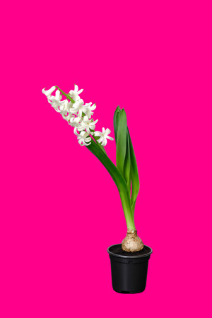 Hyacinth flower with white petals is growing in a black pot isolated on pink background. Blooming bulbous house plant close-up. Beginning to bloom. HQの写真素材